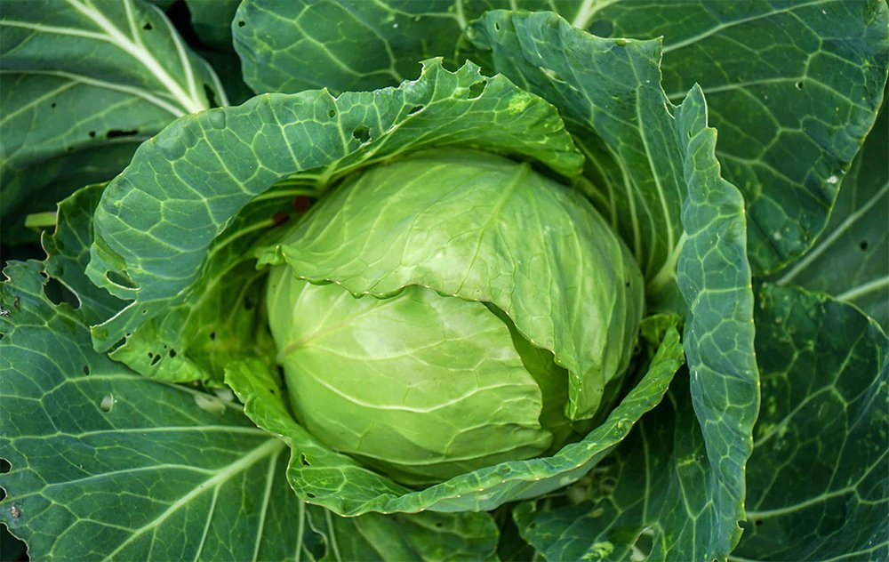 Fresh Cabbage from Uganda