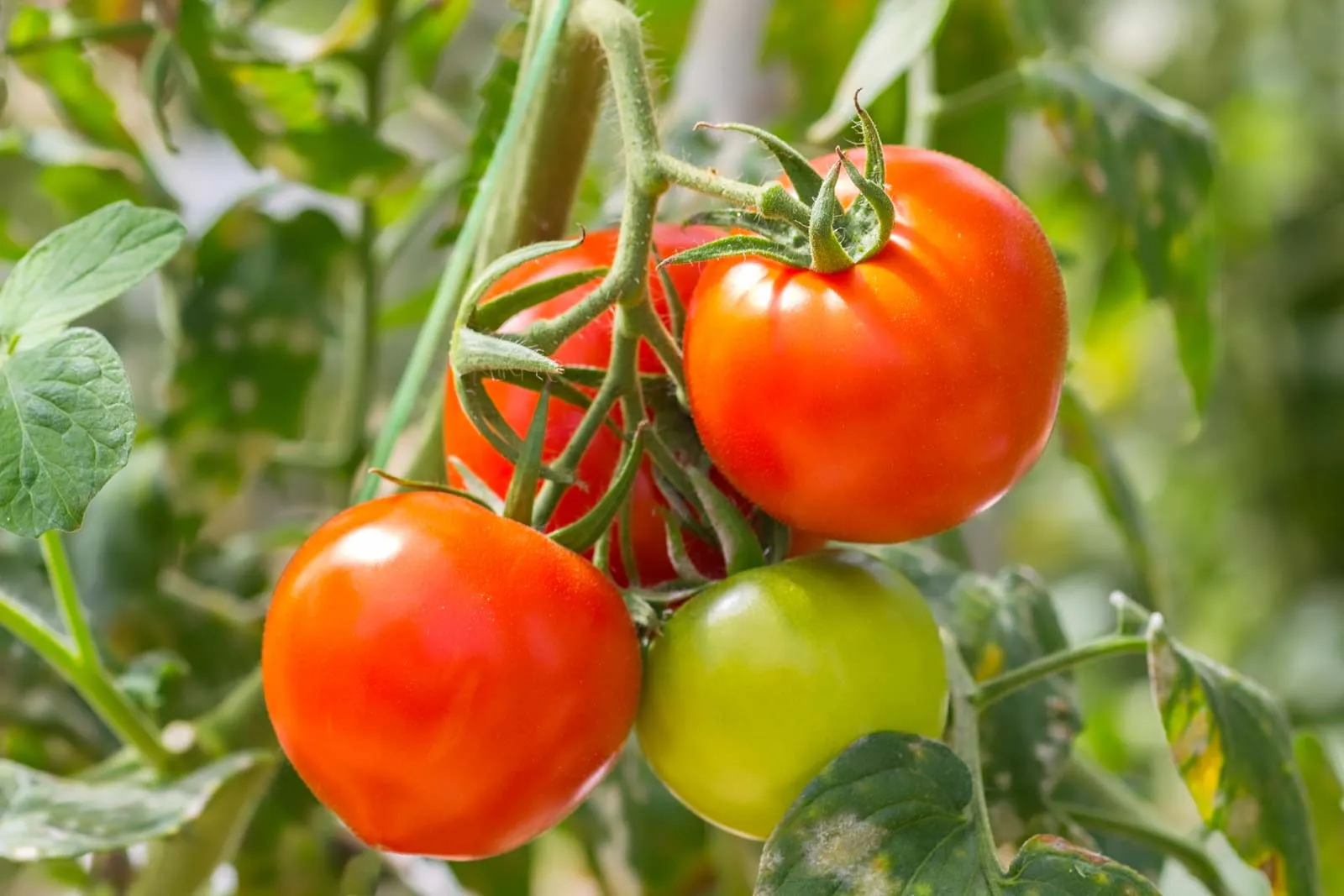 Wholesale East African Fresh Produce Distributors