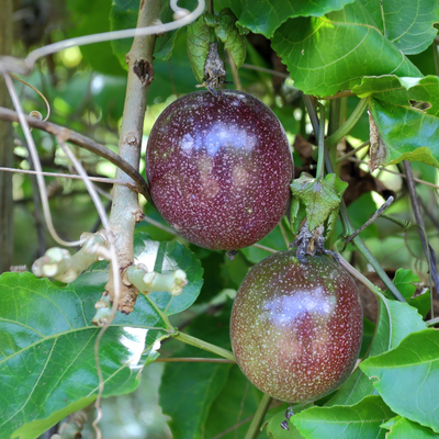 Passion Fruit Exporters in Uganda?