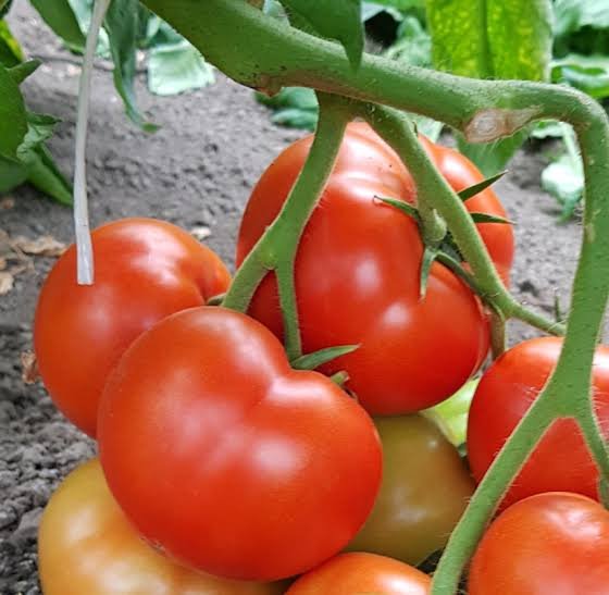Fresh Tomato suppliers in Uganda