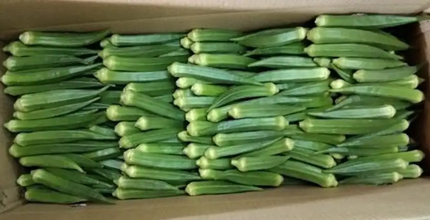 Fresh Okra Exporters in Uganda