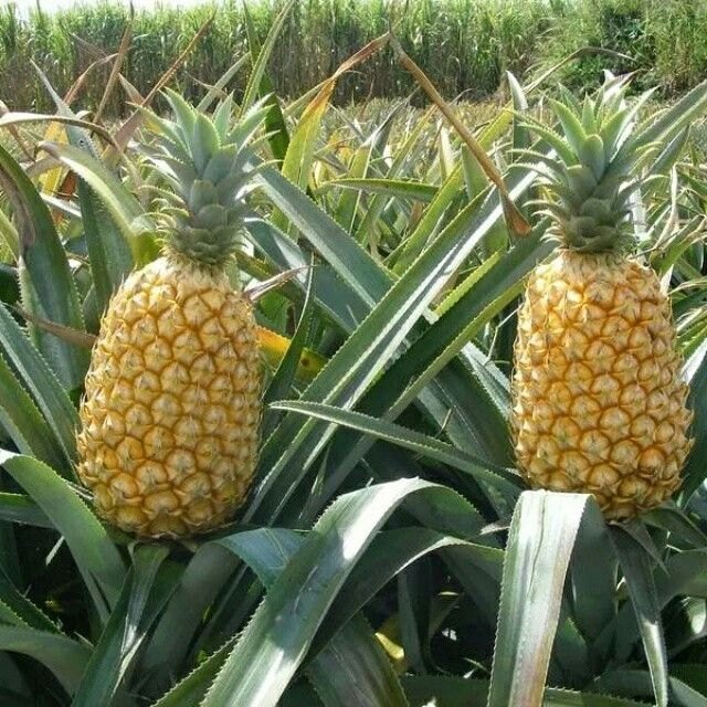 Fresh Pineapples