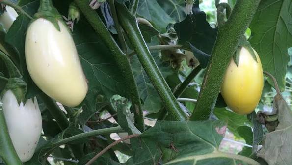 Fresh Produce Packaging and Quality Standards for Export from Uganda